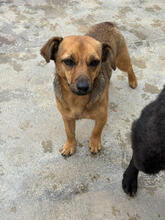 PAPUA, Hund, Mischlingshund in Portugal - Bild 1