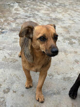 PAPUA, Hund, Mischlingshund in Portugal - Bild 2