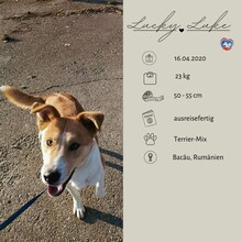 LUCKYLUKE, Hund, Mischlingshund in Rumänien - Bild 2