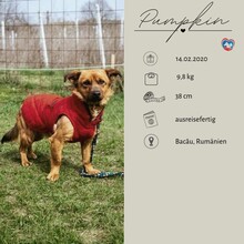 PUMPKIN, Hund, Mischlingshund in Rumänien - Bild 2