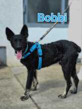 BOBBI, Hund, Kroatischer Schäferhund-Mix in Kroatien - Bild 11