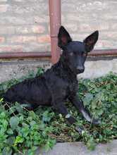 BOBBI, Hund, Kroatischer Schäferhund-Mix in Kroatien - Bild 12