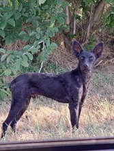 BOBBI, Hund, Kroatischer Schäferhund-Mix in Kroatien - Bild 16