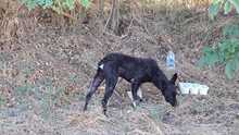 BOBBI, Hund, Kroatischer Schäferhund-Mix in Kroatien - Bild 17