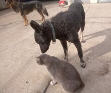 BOBBI, Hund, Kroatischer Schäferhund-Mix in Kroatien - Bild 2