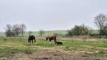 BOBBI, Hund, Kroatischer Schäferhund-Mix in Kroatien - Bild 5