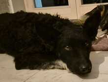 BOBBI, Hund, Kroatischer Schäferhund-Mix in Kroatien - Bild 8