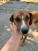 JUNO, Hund, Mischlingshund in Portugal