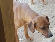 JUNO, Hund, Mischlingshund in Portugal - Bild 4