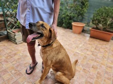 BILLY, Hund, Rhodesian Ridgeback-Mix in Italien - Bild 1