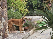 BILLY, Hund, Rhodesian Ridgeback-Mix in Italien - Bild 2