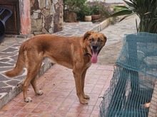 BILLY, Hund, Rhodesian Ridgeback-Mix in Italien - Bild 3