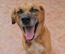 BILLY, Hund, Rhodesian Ridgeback-Mix in Italien - Bild 4