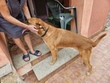 BILLY, Hund, Rhodesian Ridgeback-Mix in Italien - Bild 5