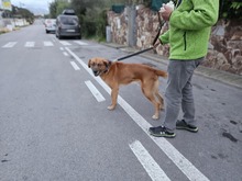 BILLY, Hund, Rhodesian Ridgeback-Mix in Italien - Bild 6