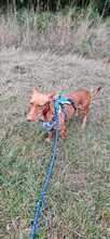 LINDA, Hund, Podenco in Rosbach - Bild 1