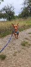 LINDA, Hund, Podenco in Rosbach - Bild 2