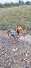 LINDA, Hund, Podenco in Rosbach - Bild 5