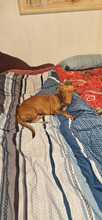 LINDA, Hund, Podenco in Rosbach - Bild 6