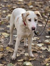 PETJA, Hund, Mischlingshund in Bulgarien - Bild 6