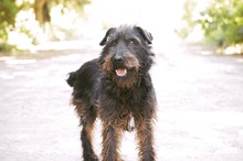 TERRY, Hund, Terrier-Mix in Bulgarien - Bild 1