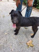 TERRY, Hund, Terrier-Mix in Bulgarien - Bild 10