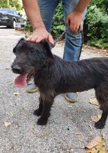 TERRY, Hund, Terrier-Mix in Bulgarien - Bild 11