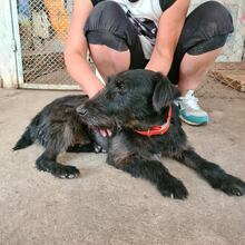 TERRY, Hund, Terrier-Mix in Bulgarien - Bild 12