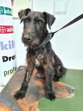 TERRY, Hund, Terrier-Mix in Bulgarien - Bild 13