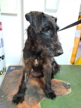 TERRY, Hund, Terrier-Mix in Bulgarien - Bild 14