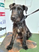 TERRY, Hund, Terrier-Mix in Bulgarien - Bild 15