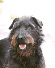 TERRY, Hund, Terrier-Mix in Bulgarien - Bild 2