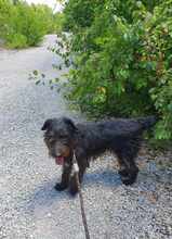 TERRY, Hund, Terrier-Mix in Bulgarien - Bild 3