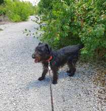 TERRY, Hund, Terrier-Mix in Bulgarien - Bild 4