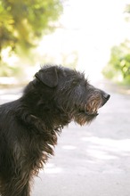 TERRY, Hund, Terrier-Mix in Bulgarien - Bild 6