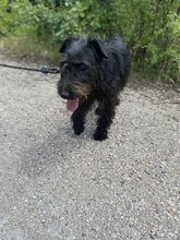 TERRY, Hund, Terrier-Mix in Bulgarien - Bild 7