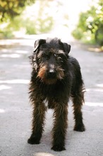 TERRY, Hund, Terrier-Mix in Bulgarien - Bild 8