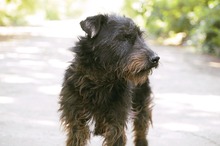 TERRY, Hund, Terrier-Mix in Bulgarien - Bild 9