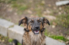 ZUMBA, Hund, Mischlingshund in Bulgarien - Bild 1