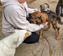 ZUMBA, Hund, Mischlingshund in Bulgarien - Bild 10