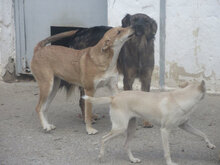 ZUMBA, Hund, Mischlingshund in Bulgarien - Bild 12