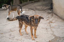 ZUMBA, Hund, Mischlingshund in Bulgarien - Bild 2