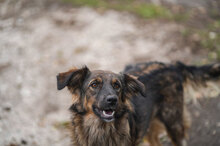 ZUMBA, Hund, Mischlingshund in Bulgarien - Bild 3