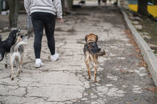 ZUMBA, Hund, Mischlingshund in Bulgarien - Bild 4