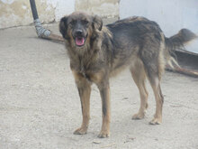 ZUMBA, Hund, Mischlingshund in Bulgarien - Bild 8