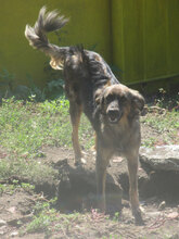 ZUMBA, Hund, Mischlingshund in Bulgarien - Bild 9