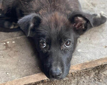 GARO, Hund, Mischlingshund in Kroatien - Bild 10