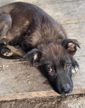 GARO, Hund, Mischlingshund in Kroatien - Bild 11