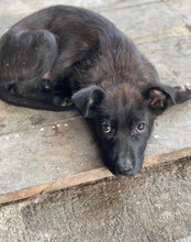 GARO, Hund, Mischlingshund in Kroatien - Bild 12