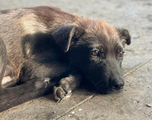 GARO, Hund, Mischlingshund in Kroatien - Bild 13